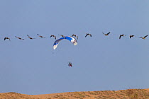 Greylag geese (Anser anser) in flight with paraglider behind, Cley bank, Norfolk, UK