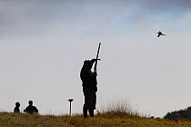 Man shooting Pheasants (Phasianus colchicus) driven on shoot, UK