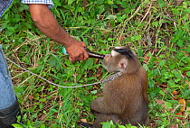Pig-tailed macaque (Macaca nemestrina) being forced to drink beer for tourist entertainment, Central Thailand