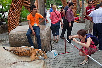 Bengal tiger (Panthera tigris tigris) used as tourist attraction at Thailand zoo