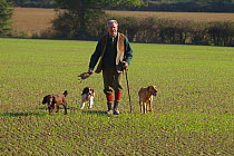 Cocker spaniels and Labrador (Canis familiaris) retrieving on pheasant shoot with owner, Norfolk, UK