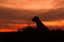 Yellow Labrador (Canis familiaris) silhouetted at sunset, UK