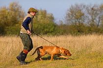 Yellow Labrador on lead retrieving on pheasant shoot, UK