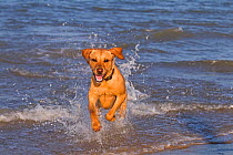 Yellow Labrador in action along the beach, UK