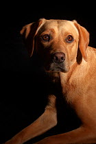 Yellow Labrador studio portrait, UK