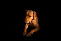 Yellow Labrador (Canis familiaris) portrait, UK