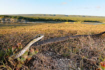 Boomslang (Dispholidus typus) immature male hunting on ground above deHoop Vlei. Western Cape, South Africa, December