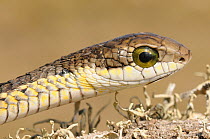 Boomslang (Dispholidus typus) head of immature male. deHoop NR, Western Cape, South Africa, December