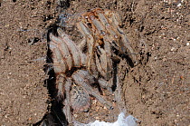 Baboon Spider (Harpactira sp) adult female with freshly moulted skin, DeHoop NR, Western Cape, South Africa, December