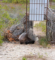 African / Cape crested porcupine (Hystrix africaeaustralis) released from leopard trap, DeHoop NR, Western Cape, South Africa, December