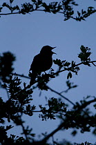 Common nightingale (Luscinia megarhynchos) silhouetted in a bush, singing during dawn chorus, Cambridgeshire, April 2010