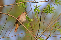 Common nightingale (Luscinia megarhynchos) singing in willow (Salix sp), Cambridgeshire, April 2011