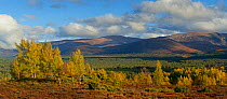 Scattered birches and pine woodland in autumn with Cairngorm mountains beyond, Rothiemurchus Forest, Cairngorms National Park, Scotland, UK, October