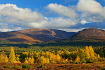 Edge of mixed Silver birch (Betula pendula) and Scots pine (Pinus sylvestris) woodland in autumn with Cairngorm mountains beyond, Rothiemurchus Forest, Cairngorms NP, Scotland, UK, October 2011