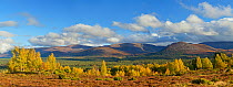 Scattered birches and pine woodland in autumn with Cairngorm mountains beyond, Rothiemurchus Forest, Cairngorms National Park, Scotland, UK, October