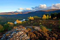 Edge of mixed Silver birch (Betula pendula) and Scots pine (Pinus sylvestris) woodland in autumn with Cairngorm mountains beyond and rock outcrop in foreground, Rothiemurchus Forest, Cairngorms NP, Sc...