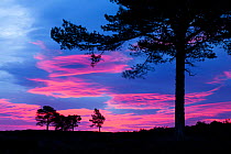 Scots pine (Pinus sylvestris) silhouetted at dawn, Cairngorms NP, Scotland, UK, October 2011