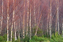 Silver birch (Betula pendula) woodland with Juniper (Juniperus communis) in winter, Rothiemurchus Forest, Cairngorms NP, Scotland, UK, November 2011