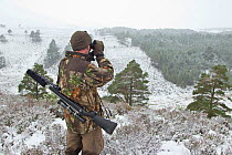 RSPB employed deer stalker scanning a snow covered landscape with binoculars, Abernethy NNR, Cairngorms NP, Scotland, UK, December 2011