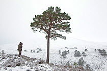 RSPB employed deer stalker scanning a snow covered landscape with binoculars underneath a Scots Pine (Pinus sylverstris), Abernethy NNR, Cairngorms NP, Scotland, UK, December 2011