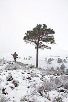 RSPB employed deer stalker walking through a snow covered landscape, with a solitary Scots pine (Pinus Sylverstris), Abernethy NNR, Cairngorms NP, Scotland, UK, December 2011
