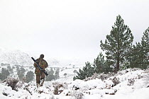 RSPB employed deer stalker walking through a snow covered landscape, with Scots pine (Pinus Sylverstris), Abernethy NNR, Cairngorms NP, Scotland, UK, December 2011