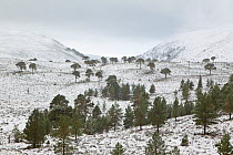 Scattered Scots pines (Pinus sylvestris) in winter, Abernethy NNR, Cairngorms NP, Scotland, UK, December 2011