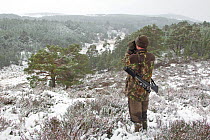 Deer stalker scanning snow covered woodland with binoculars, Abernethy NNR, Cairngorms NP, Scotland, UK, December 2011 Model Released