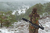 RSPB employed deer stalker scanning a snow covered landscape with binoculars, Abernethy NNR, Cairngorms NP, Scotland, UK, December 2011