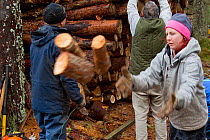 RSPB volunteers collecting firewood for distribution to local community at Christmas, Abernethy Forest NNR, Cairngorms NP, Scotland, UK, December 2011
