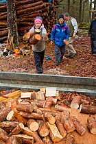 RSPB volunteers collecting firewood for distribution to local community at Christmas, Abernethy Forest NNR, Cairngorms NP, Scotland, UK, December 2011