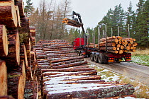 Timber transport lorry picking up harvested pines, Abernethy Forest NNR, Cairngorms NP, Scotland, UK, December 2011