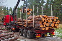Timber transport lorry depositing harvested pines onto its back, Abernethy Forest NNR, Cairngorms NP, Scotland, UK, December 2011