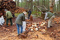 RSPB volunteers chopping and bagging up firewood for distribution to local community at Christmas, Abernethy Forest NNR, Cairngorms NP, Scotland, UK, December 2011