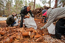 RSPB volunteers bagging up firewood for distribution to local community at Christmas, Abernethy Forest NNR, Cairngorms NP, Scotland, UK, December 2011