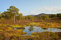 Small lochan amongst scattered Scots pine (Pinus sylvestris) in the Caledonian pine forest, Rothiemurchus, Cairngorms NP, Scotland, UK, September 2011