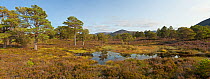 Caledonian pine forest, Rothiemurchus, Cairngorms National Park, Scotland, UK