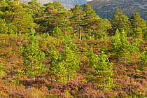 Scots pines (Pinus sylvestris) and heather on a hillside, Rothiemurchus, Cairngorms NP, Scotland, UK