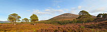 Scot's pines and heather moorland, Rothiemurchus, Glen Einich, Cairngorms National Park, Scotland, UK
