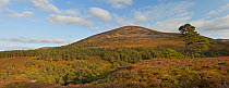 Scot's pine and heather moorland, Rothiemurchus, Glen Einich, Cairngorms National Park, Scotland, UK