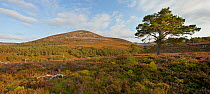 Scot's pine and heather moorland, Rothiemurchus, Glen Einich, Cairngorms National Park, Scotland, UK