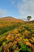 Scots pine forest extending up to natural tree line, with bracken (Pteridium aquilinum) in foreground, Rothiemurchus, Cairngorms NP, Scotland, UK, September 2011