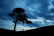 Scot's pine (Pinus sylvestris) silhouetted at dusk, Rothiemurchus, Cairngorms National Park, Scotland, UK