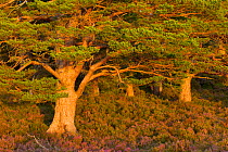 Scots pine (Pinus sylvestris) in late evening light with flowering heather (Ericaceae sp), Rothiemurchus Forest, Cairngorms NP, Scotland, UK, September 2011. Did you know? A Scots Pine seed only weigh...