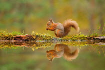 Red squirrel (Sciurus vulgaris) sitting on the bank of a woodland pool, Cairngorms NP, Scotland, UK, November 2011