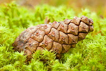 Detail of Scots pine (Pinus sylvestris) cone on moss, Abernethy Forest, Cairngorms NP, Scotland, UK, November 2011