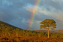 Scots pine (Pinus sylvestris) on moorland, with rainbow, Cairngorms NP, Scotland, UK, September 2011