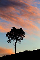 Scots pine (Pinus sylvestris) silhouetted against the skyline at dawn, Cairngorms NP, Scotland, UK, September 2011
