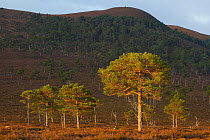 Scots pine (Pinus sylvestris) on moorland, with uplands in the background, Cairngorms NP, Scotland, UK, September 2011