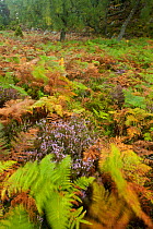Bracken (Pteridium aquilinum) and heather (Calluna vulgaris) in woodland, some leaves moving in wind, Rothiemurchus, Cairngorms NP, Scotland, UK, September 2011